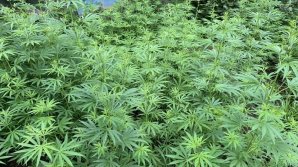 Полиция обнаружила во дворе на Рышкановке коноплю, стоимостью 50 тыс. леев