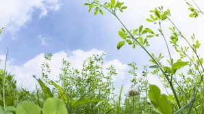 В молдавских лесах ежегодно собирают десятки тонн лекарственных трав