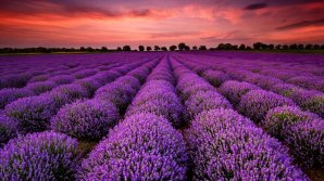 В селе Соколены зацвели лавандовые поля