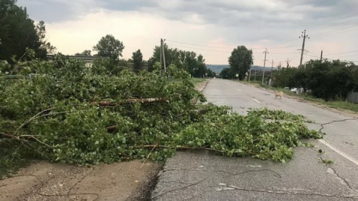 Непогода в Вулканештах: упавшее дерево оборвало линии электропередач