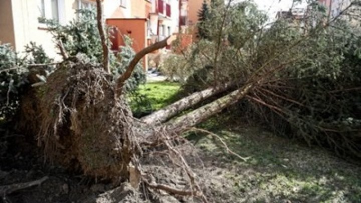 В Польше из-за ураганов без света остались более 11 тысяч домохозяйств