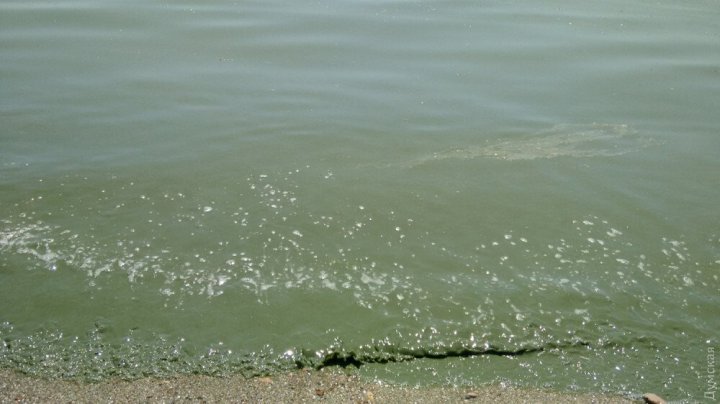 Море в Одессе позеленело от ядовитых веществ (фото)