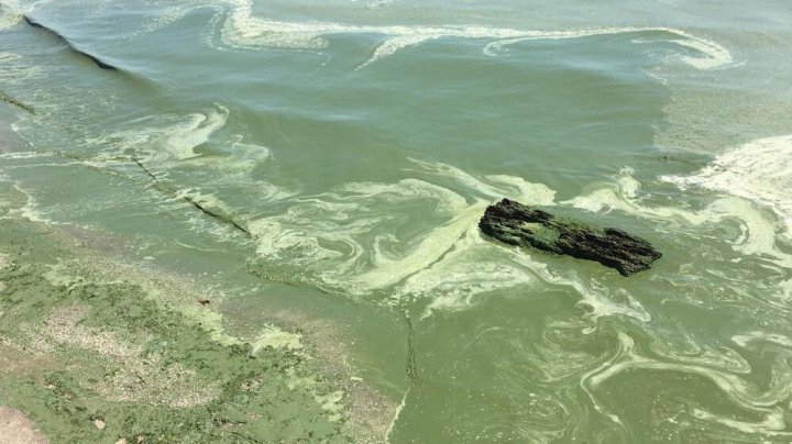 Море в Одессе позеленело от ядовитых веществ (фото)