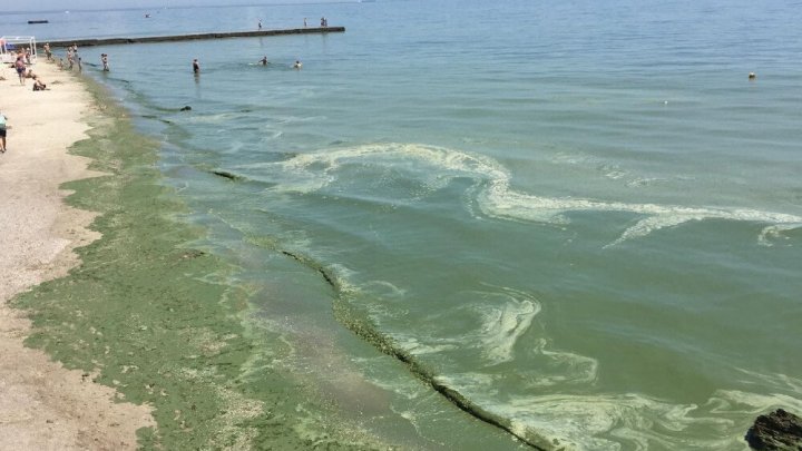 Море в Одессе позеленело от ядовитых веществ (фото)