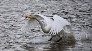 Лебедь расправился с собакой на глазах у ее хозяина