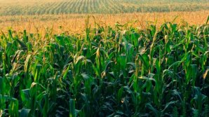 Аграрии прогнозируют в этом году хороший урожай кукурузы