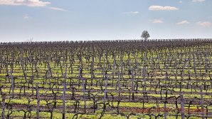 Журнал Forbes написал о виноградниках и винодельнях Молдовы