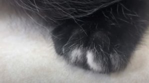 Найден котенок с аномальным количеством пальцев