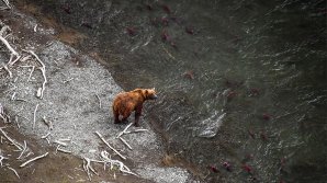 На Камчатке медведи и вороны съели 20-метрового кита