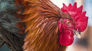 Во Франции объявили повышенный уровень опасности из-за птичьего гриппа