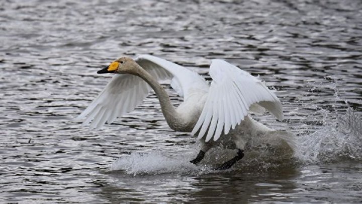 Лебедь расправился с собакой на глазах у ее хозяина