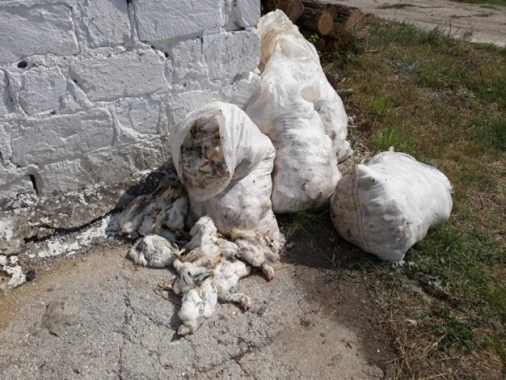 В Комрате в результате шквалистого ветра и ливневого дождя погибло 19 тысяч цыплят