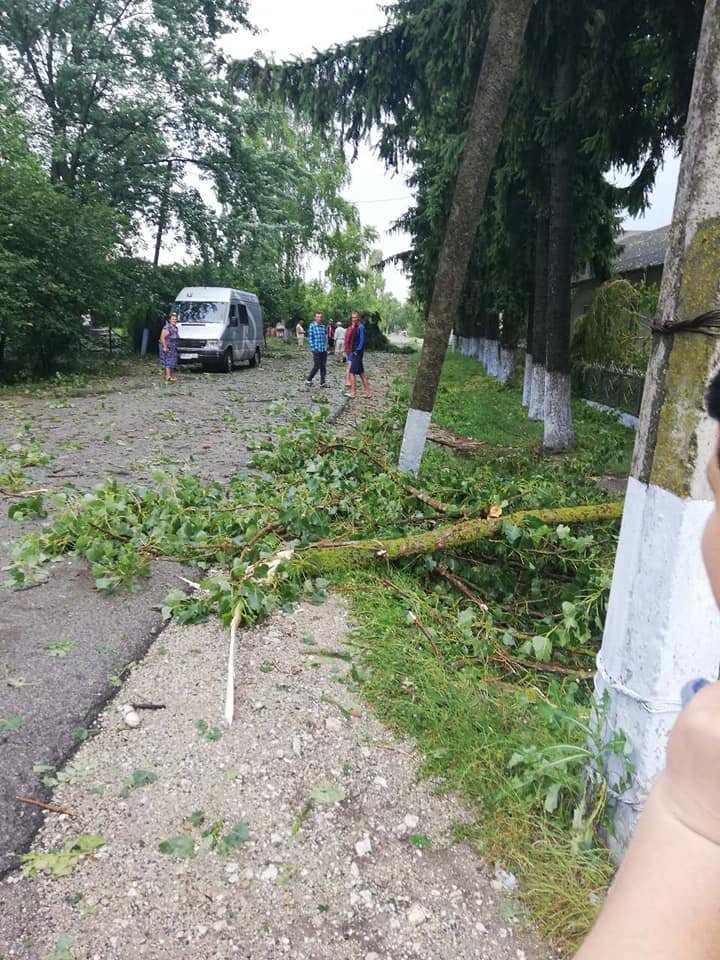 Непогода на севере Молдовы: в Бричанах сильный ветер повалил деревья