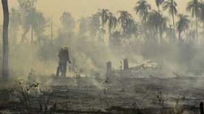 Пожары в Амазонских лесах: зафиксировали более 77 тысяч очагов возгорания