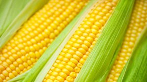 Урожай сахарной кукурузы в Молдове растет с каждым годом