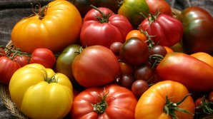 130 сортов томатов выращивают в селе Чигирлены Яловенского района