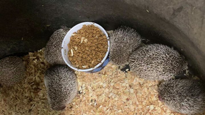 В США полиция изъяла более 300 ежей из торгового центра