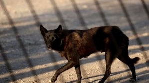 Столице необходим приют для собак: С начала года зарегистрировано 960 нападений дворняг на людей