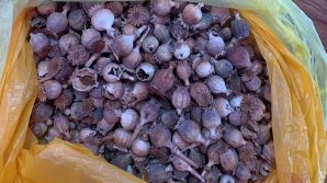 Везла в Кишинев на продажу: У жительницы Шолданештского района изъяли 480 головок мака