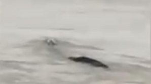 Жителей Китая напугал 18-метровый "водяной монстр"