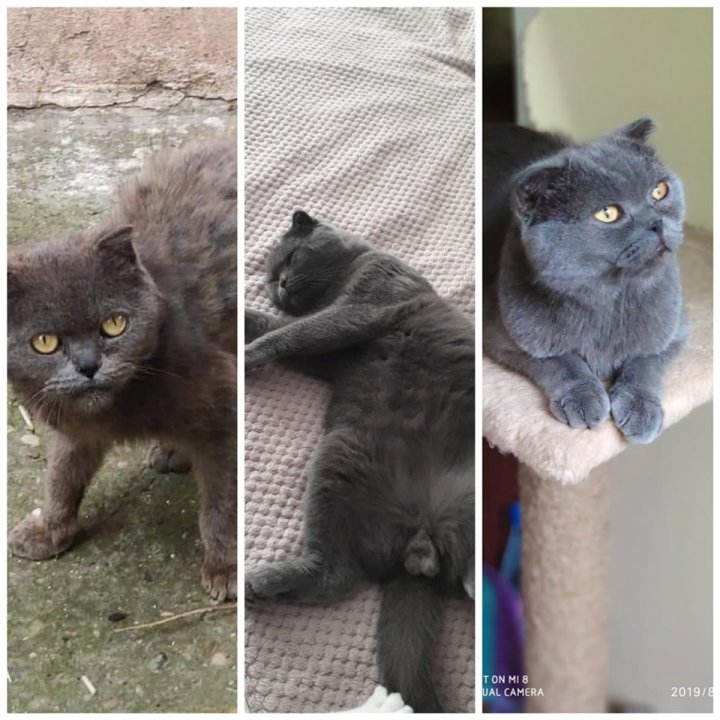 В Сети появились трогательные фото молдавских бездомных животных до и после того, как они обрели дом