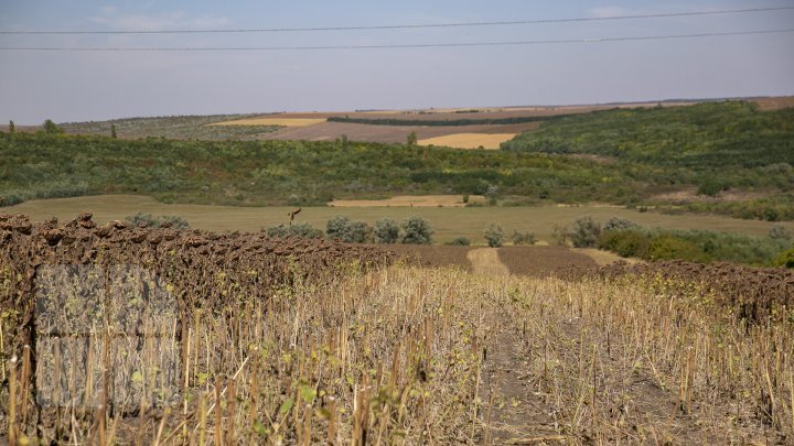 Молдавские фермеры приступили к сбору урожая подсолнечника (фоторепортаж)