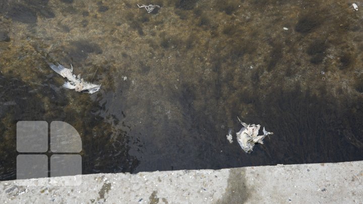 В озере парка Валя Морилор установили аппараты для очистки воды (фоторепортаж)