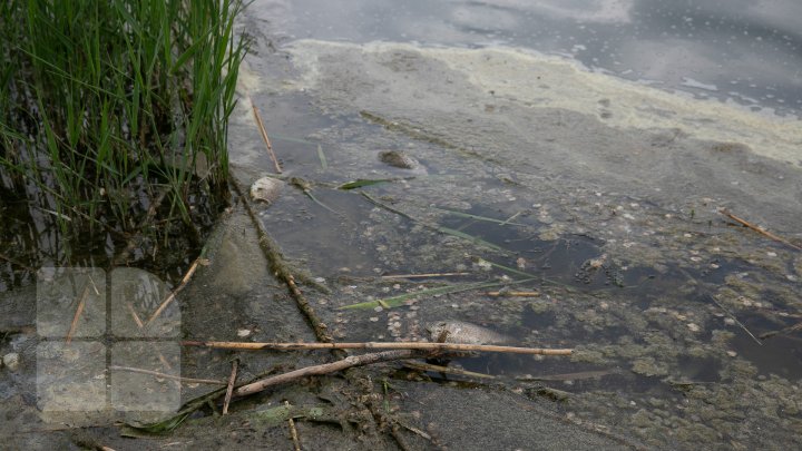 В озере парка Валя Морилор установили аппараты для очистки воды (фоторепортаж)