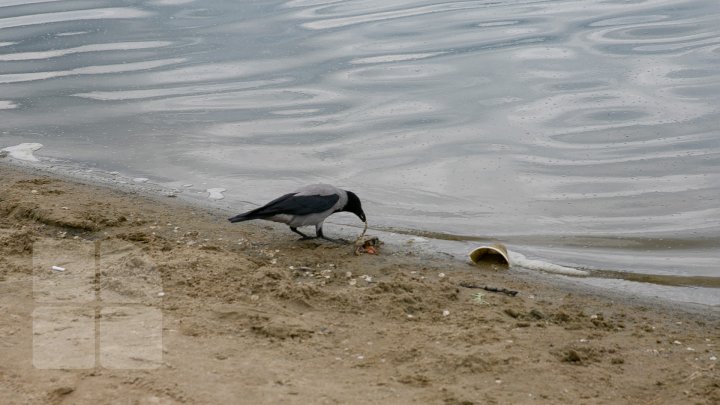 В озере парка Валя Морилор установили аппараты для очистки воды (фоторепортаж)