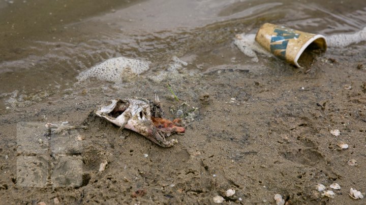 В озере парка Валя Морилор установили аппараты для очистки воды (фоторепортаж)