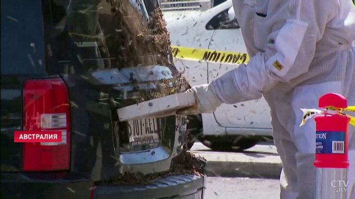 В Австралии пчёлы облепили припаркованное авто (ФОТО)