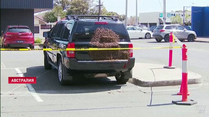 В Австралии пчёлы облепили припаркованное авто (ФОТО)