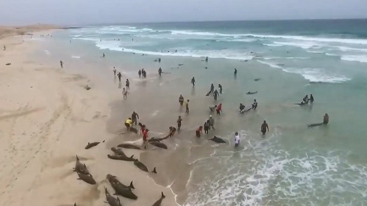 Люди попытались спасти десятки дельфинов, выбросившихся на пляж в Кабо-Верде. (ВИДЕО)