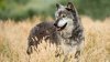 В приднестровском селе волки напали на домашний скот
