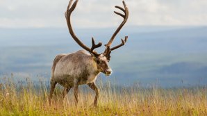 В США подстреленный олень притворился мертвым и убил охотника