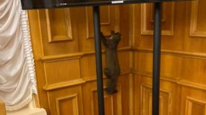 В здание Верховной Рады проник хищный зверь (ВИДЕО)