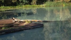 Массовый мор рыбы в озере на Рышкановке: что говорят эксперты