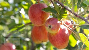 Яблок будет меньше: садоводы ожидают урожай на 20 процентов хуже прошлогоднего