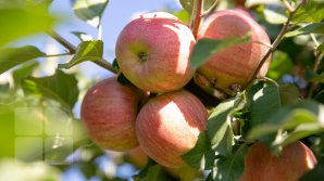 Садоводы с севера Молдовы в отчаянии: рабочих рук не хватает, топливо подорожало, а заводы покупают яблоки за копейки