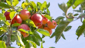 Удар по экспортёрам молдавских яблок: истёк срок освобождения от таможенных пошлин при поставках в Россию