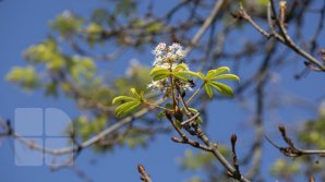 Из-за затянувшегося "бабьего лета" в Молдове снова зацвели каштаны и сирень (ФОТО)