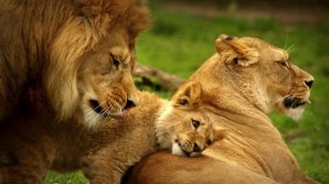 В Танзании львов возьмут под охрану аборигены