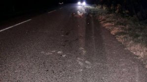 В Оргеевском районе насмерть сбили пешехода: водитель авто скрылся с места ДТП