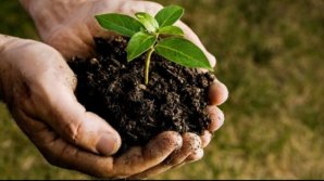 В Страшенском районе прошла акция по озеленению