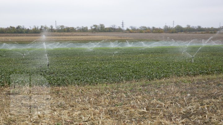 Новые технологии помогают удвоить урожай: молдавский фермер поделился секретами (ФОТО) 