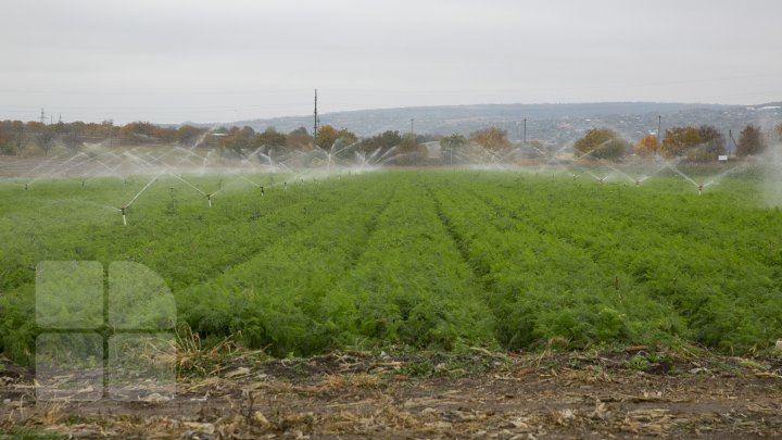 Новые технологии помогают удвоить урожай: молдавский фермер поделился секретами (ФОТО) 