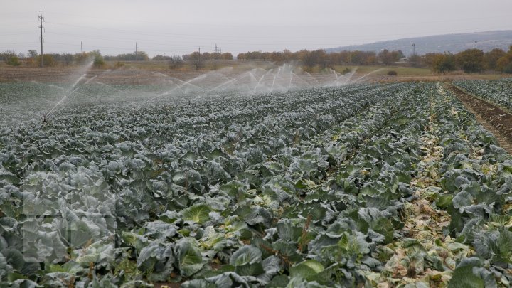 Новые технологии помогают удвоить урожай: молдавский фермер поделился секретами (ФОТО) 