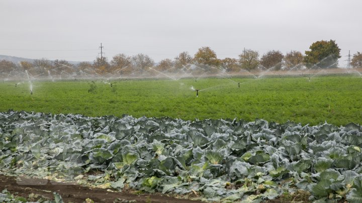 Новые технологии помогают удвоить урожай: молдавский фермер поделился секретами (ФОТО) 
