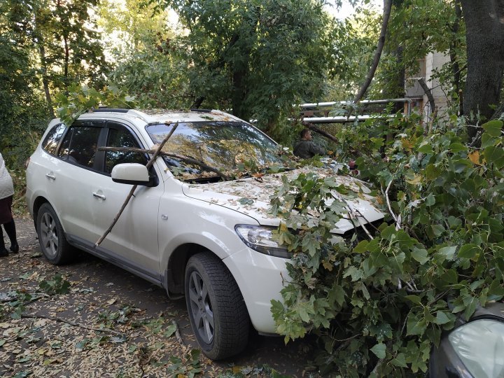 На Телецентре огромное дерево рухнуло на припаркованные автомобили (ФОТО)