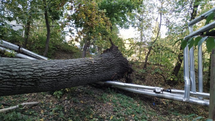 На Телецентре огромное дерево рухнуло на припаркованные автомобили (ФОТО)